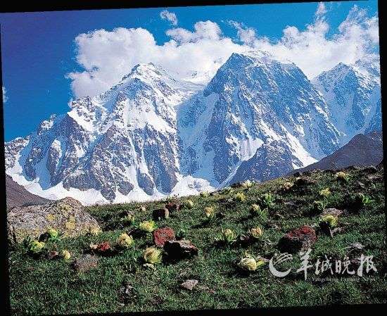 　　新疆天山博格达峰和天山雪莲图/全景